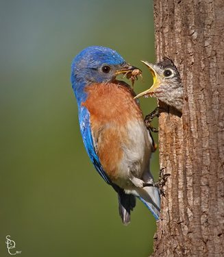 Eastern Bluebird Feeding Chick