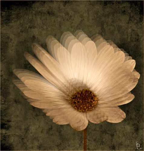 Daisy Floral Impression