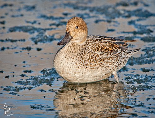 Female Northern Pintail Duck