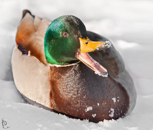 Mallard Duck on Ice