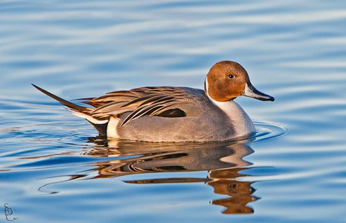 The Pintails are said to be shy ducks that usually feed at night.