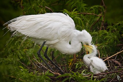Egret feeding Chick
