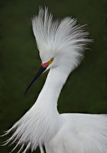 Snowy Egret Display
