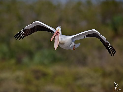 White Pelican In Flight