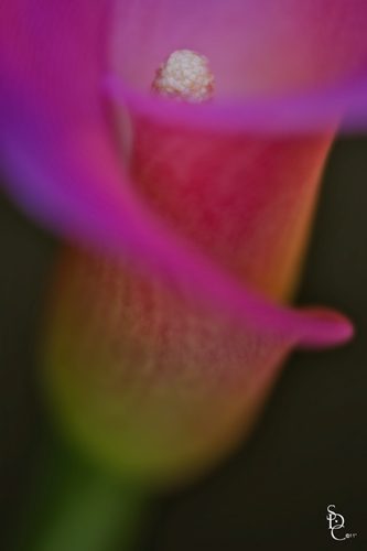 Soft Calla Lily Closeup