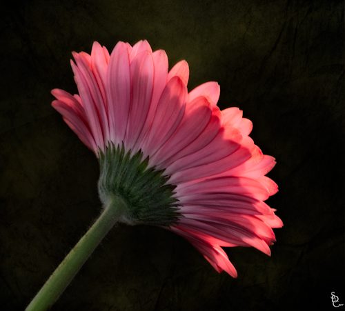 Side view of Gerber Daisy.