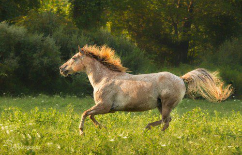 Western Horses Photography Workshop