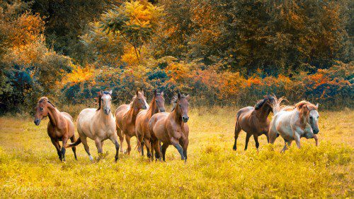 untitled-7-X2 Western Horses Photography Workshop