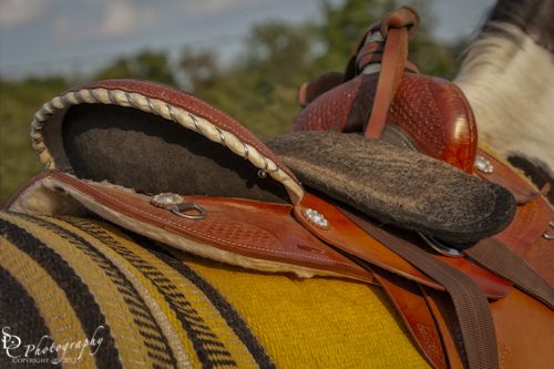 "Western Saddle" Details of a western saddle on a Pinto Horse.