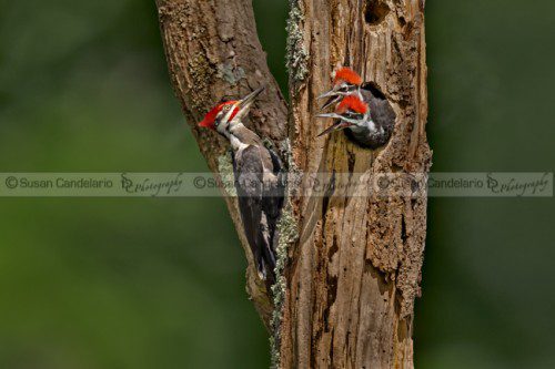 Pilated Woodpecker Family