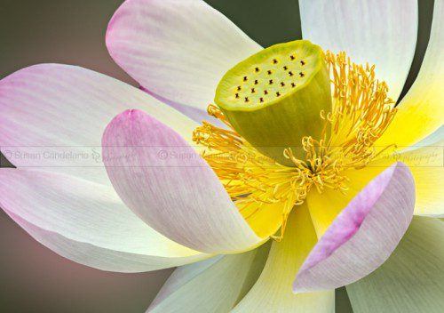 Intimate Sacred Lotus Bloom