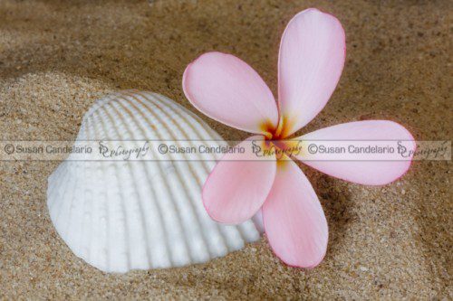 Plumeria Flower And Sea Shell