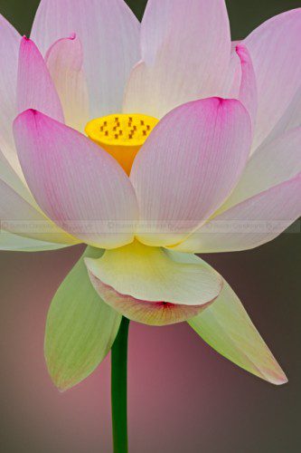 Sacred Lotus Blossom