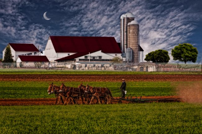 Amish Working The Fields