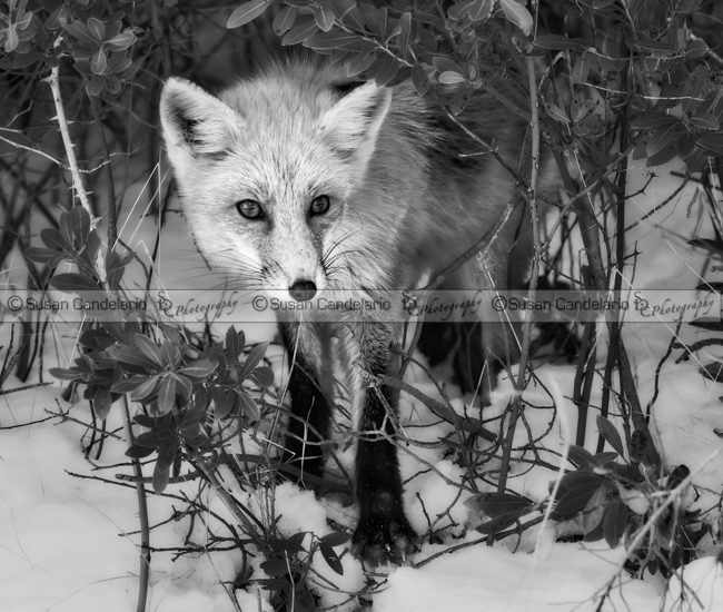 Curious Red Fox BW