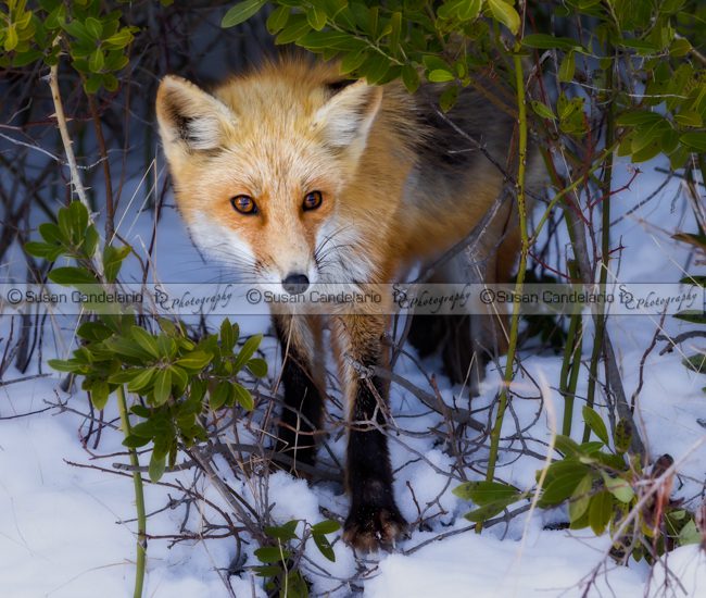 Curious Red Fox