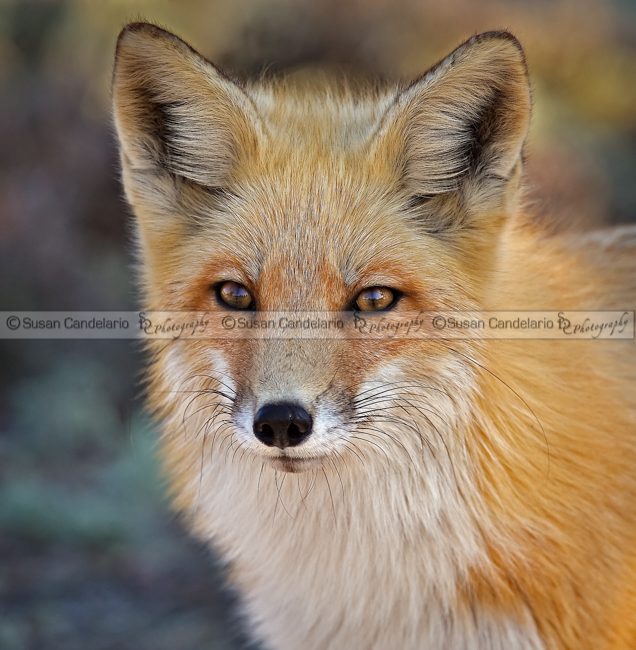 Red Fox Portrait