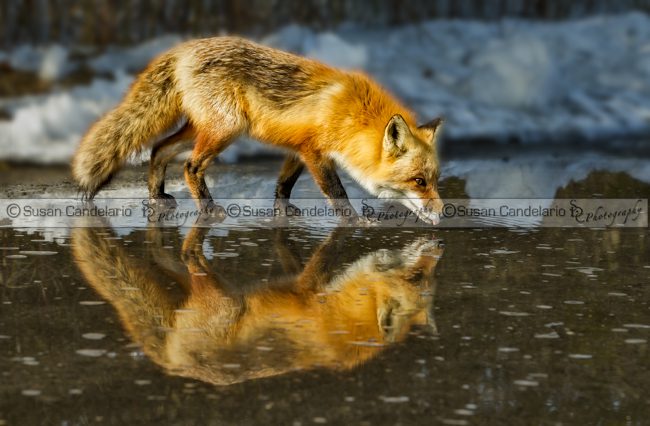 Red Fox Has A Drink