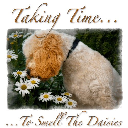 cockapoo-taking-time-to-smell-the-daisies