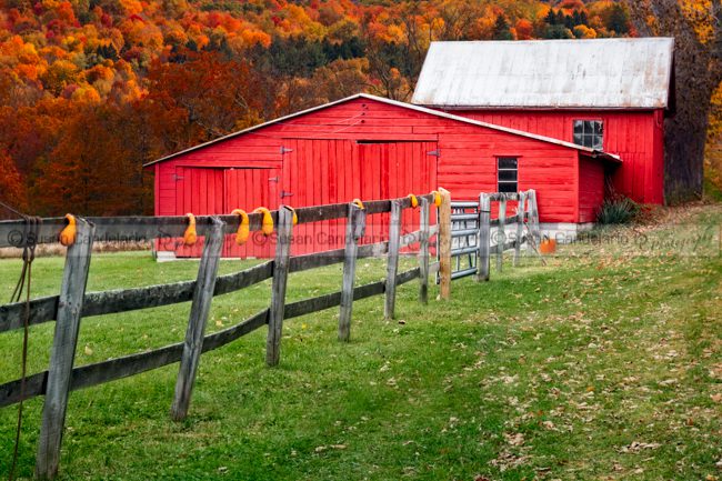 Red Barn In Autumn -