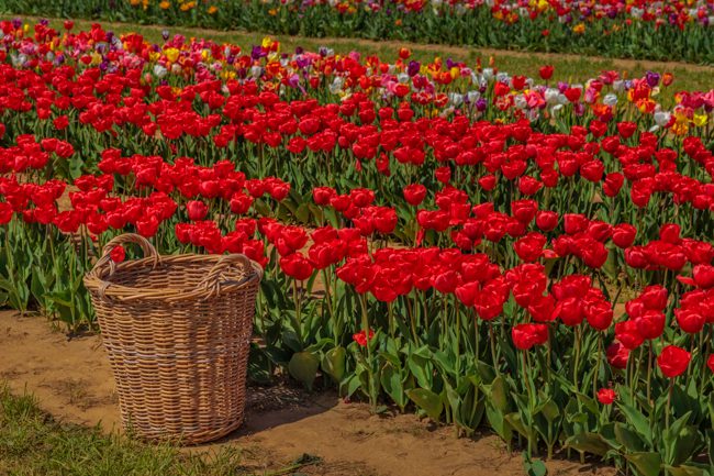 Basket For Tulips