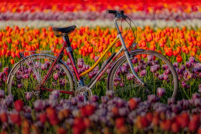 Spring Tulips and Bicycle