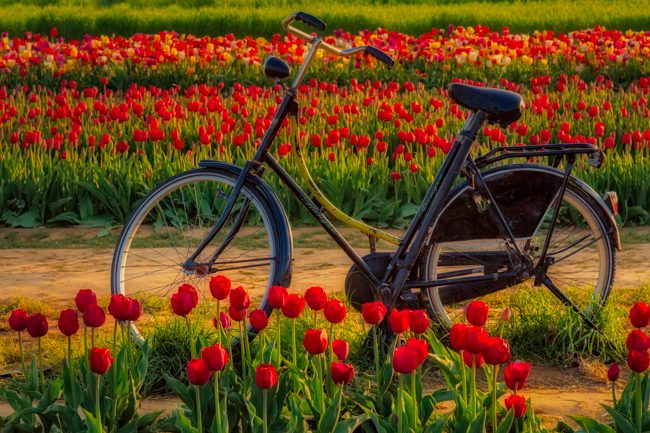 Springtime Tulips and Bike