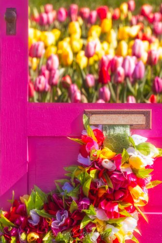 Colorful Tulips and door