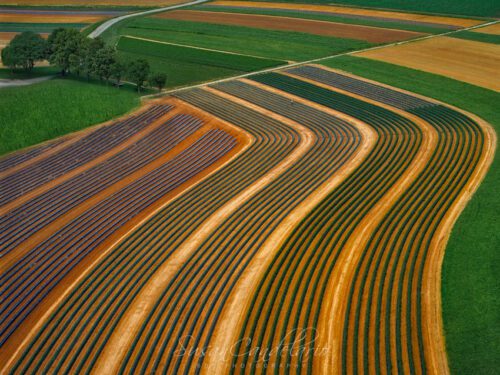 aerial symmetrical farmland patters