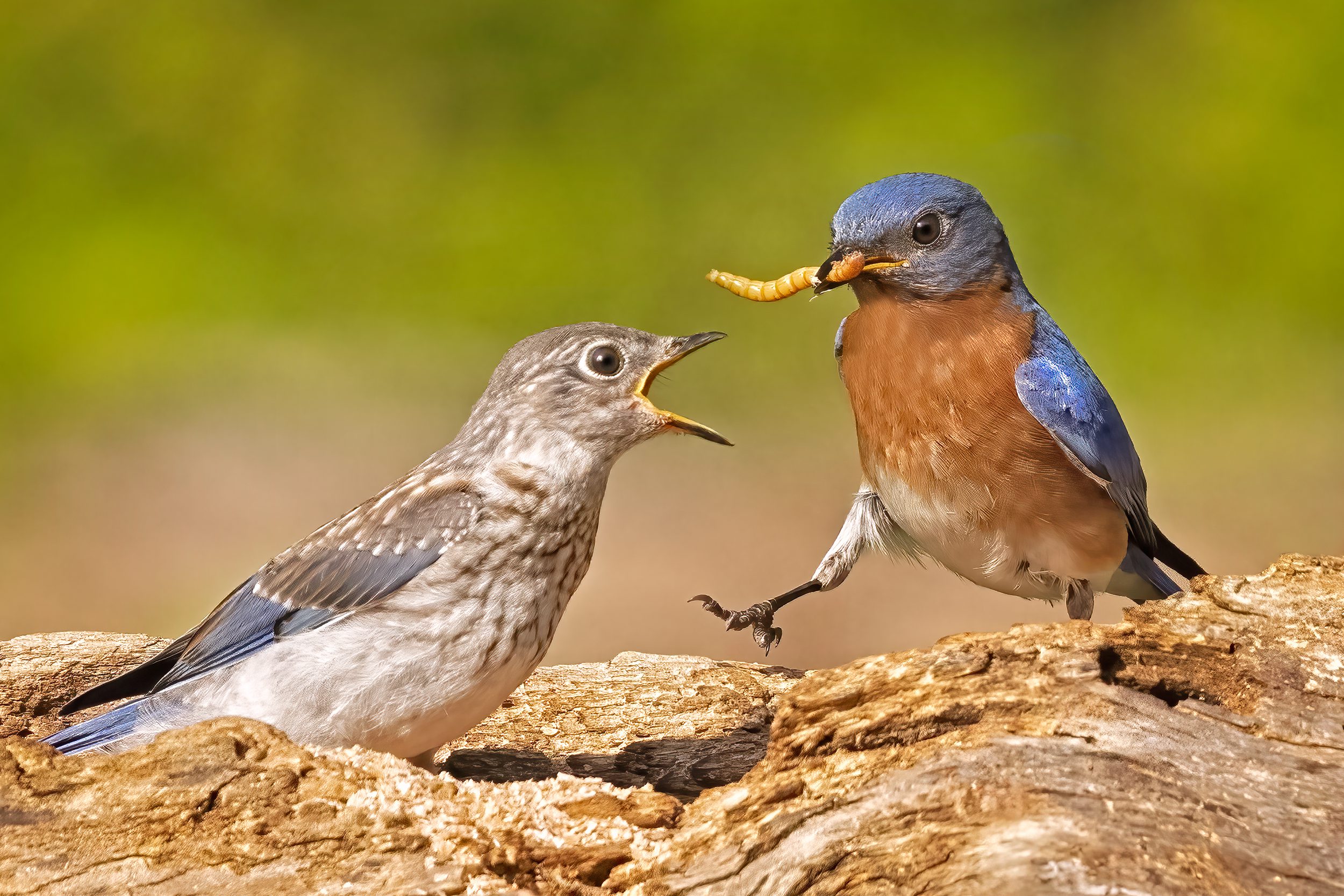 Bluebird Dad Feeds Chick