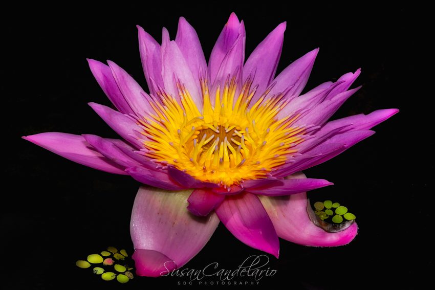 Radiant Bloom