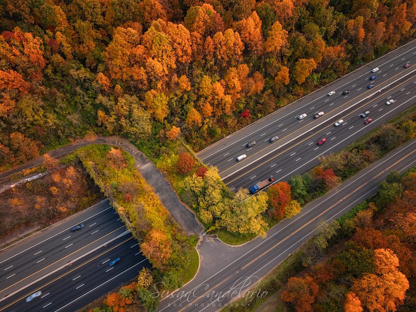 Fall Foliage Photographs