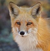 american red fox